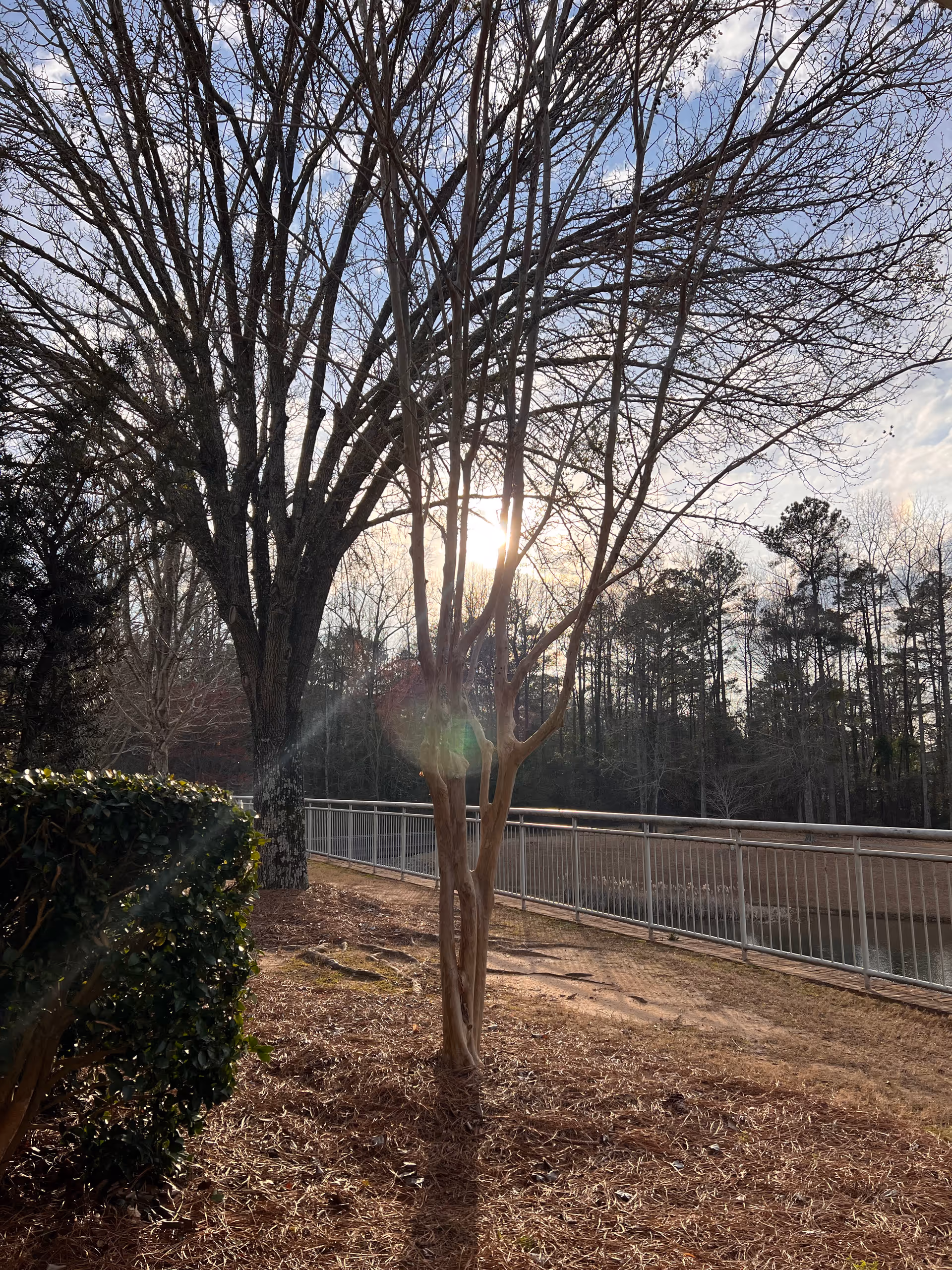 Outdoor scene with leafless trees and bushes near a metal railing fence, with the sun shining through the branches and a partly cloudy sky in the background.