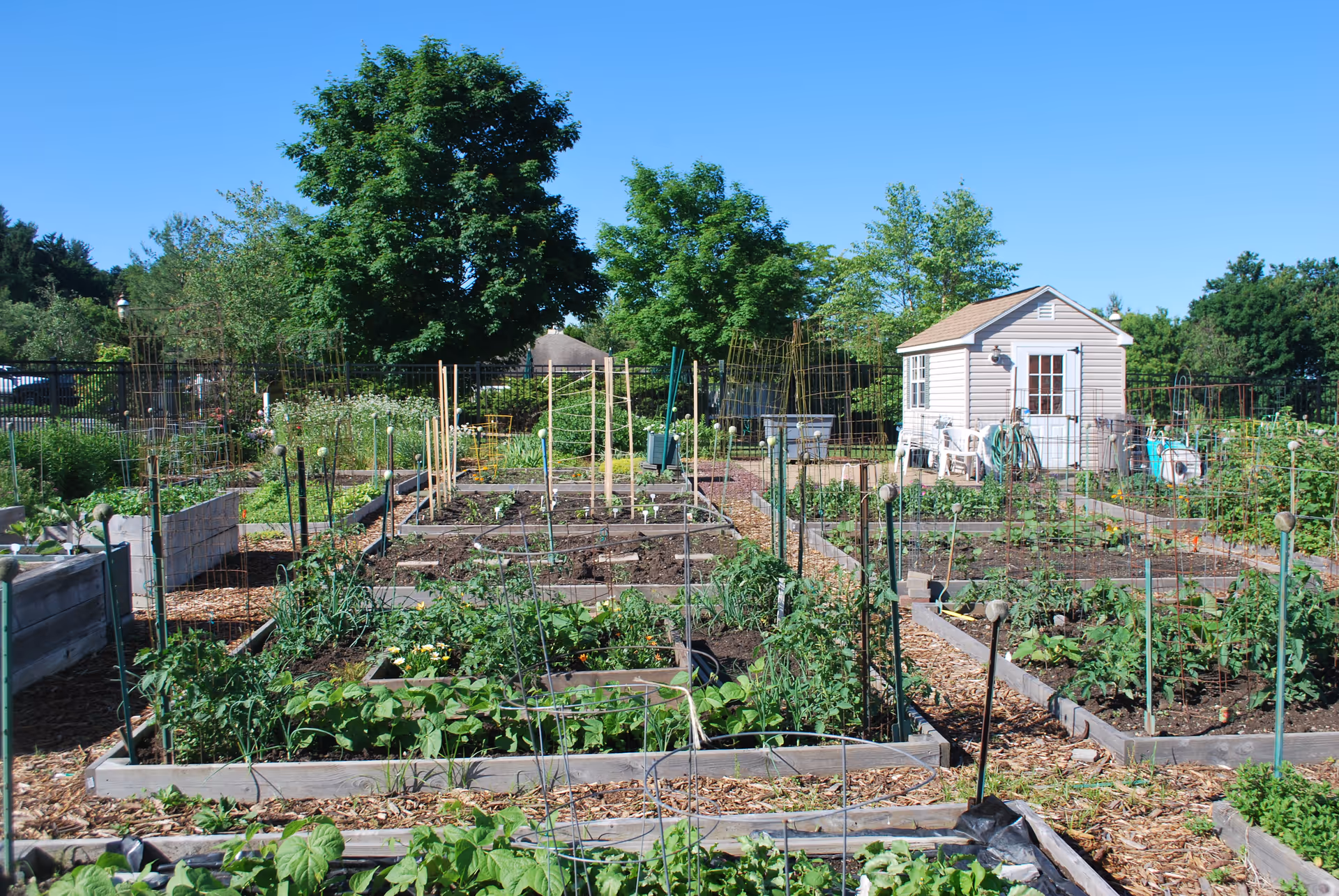 A community garden with multiple raised garden beds filled with various plants and vegetables. There is a small shed in the background surrounded by trees and greenery under a clear blue sky.