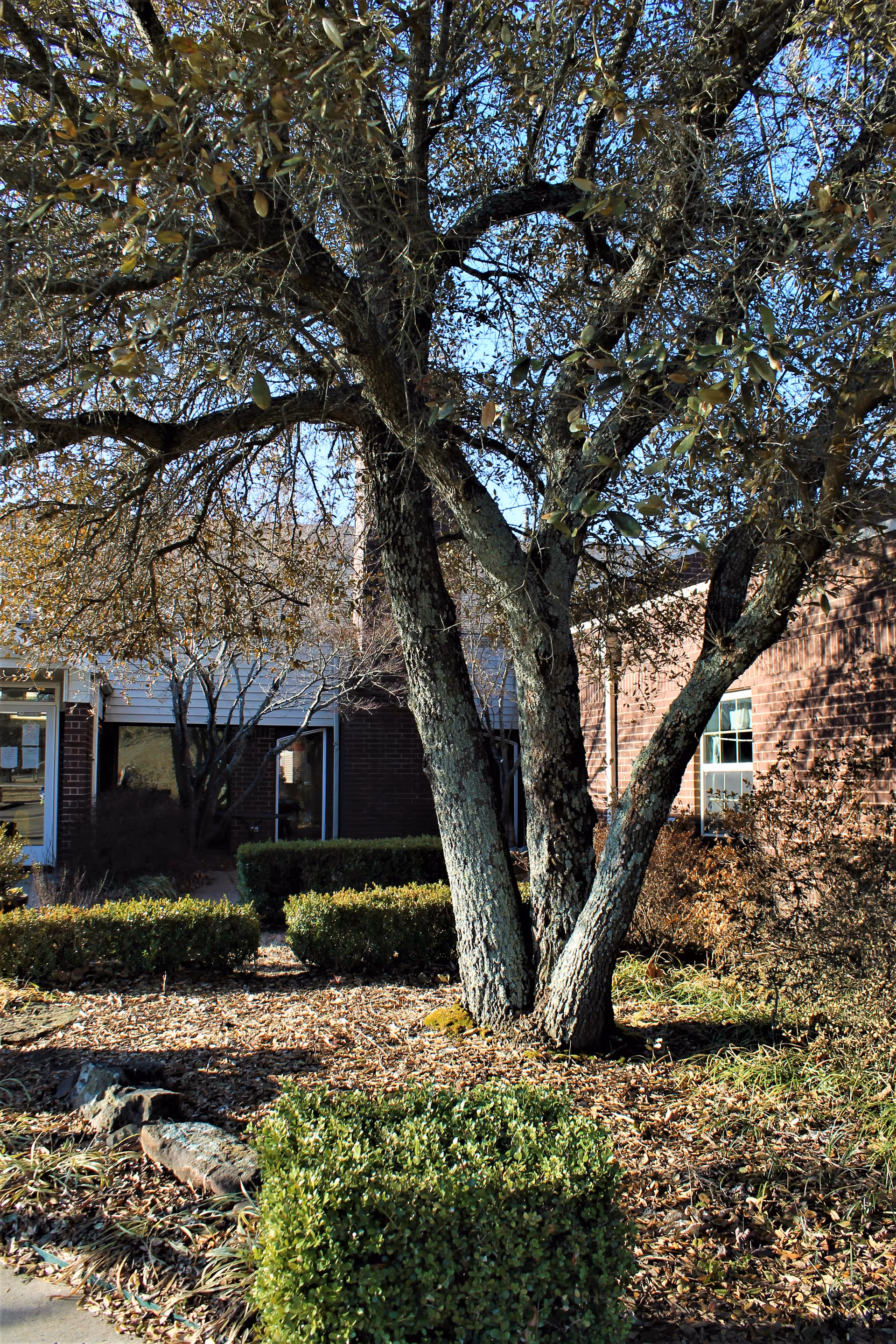 Outdoor garden area at Brentwood Nursing Home, Extended Care and Rehabilitation featuring a large tree with multiple trunks, trimmed bushes, and a brick building in the background under a clear blue sky.