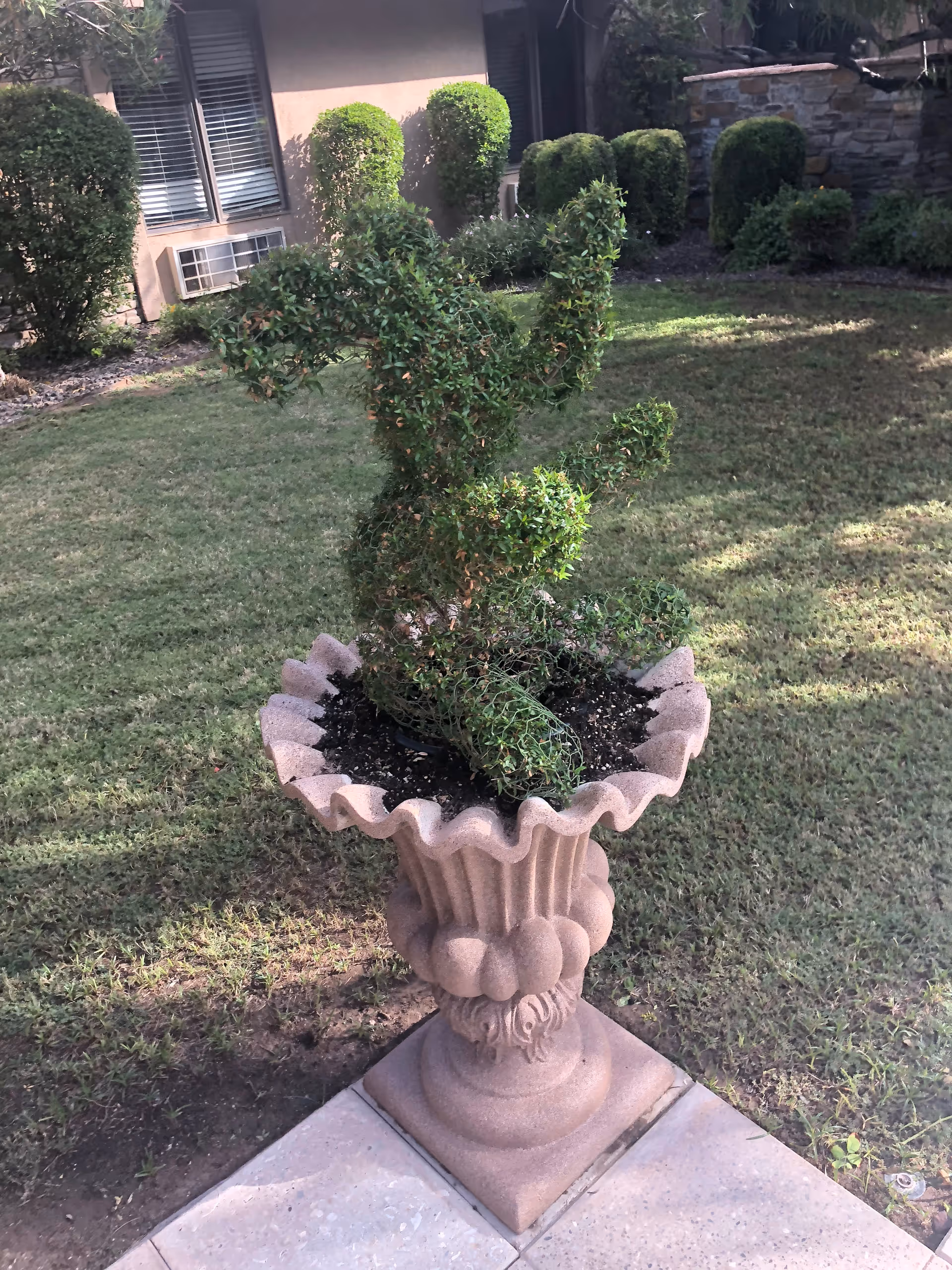 A decorative stone planter holding a trimmed topiary on a tiled patio with grass and building windows in the background.