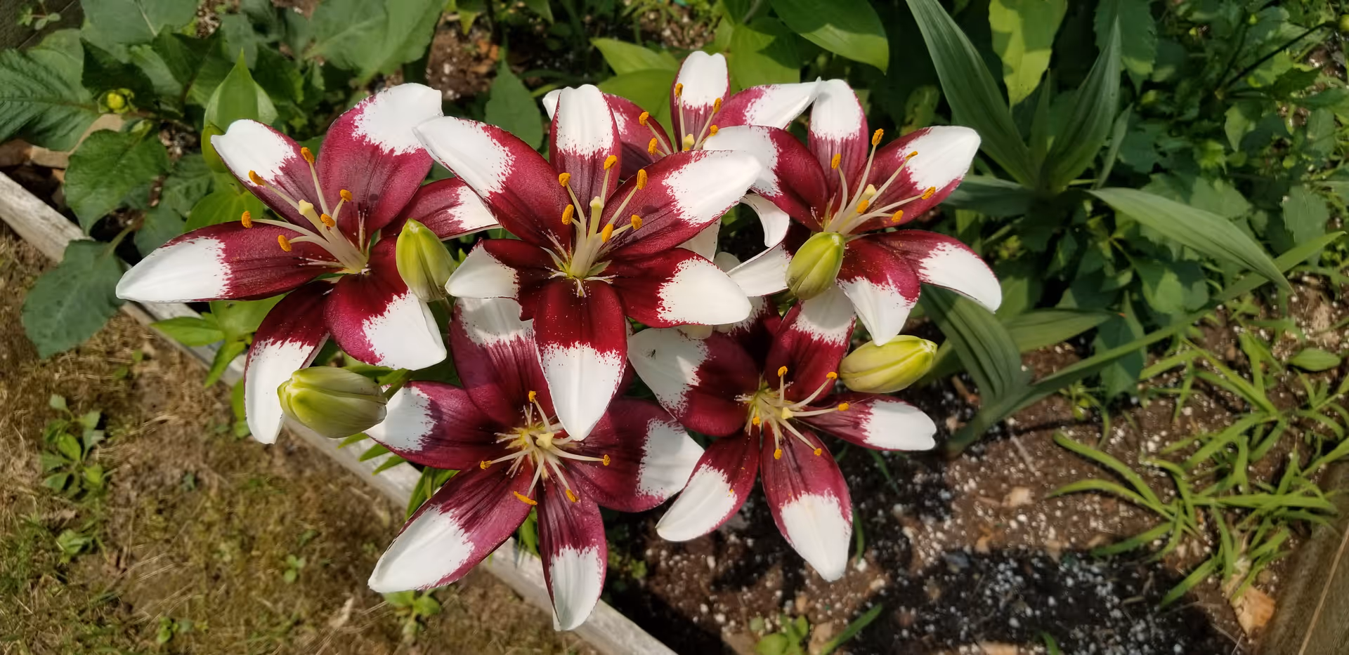 A cluster of vibrant lilies with deep red and white petals blooming in a garden bed surrounded by green foliage and soil.
