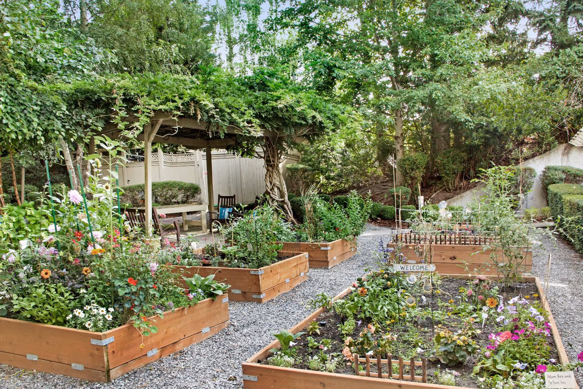 A serene outdoor garden area with multiple raised wooden garden beds filled with various flowers and plants. A gravel pathway runs between the garden beds. In the background, there is a pergola covered with lush green vines and several wooden chairs and a table underneath. The area is surrounded by trees and greenery, creating a peaceful and inviting atmosphere.