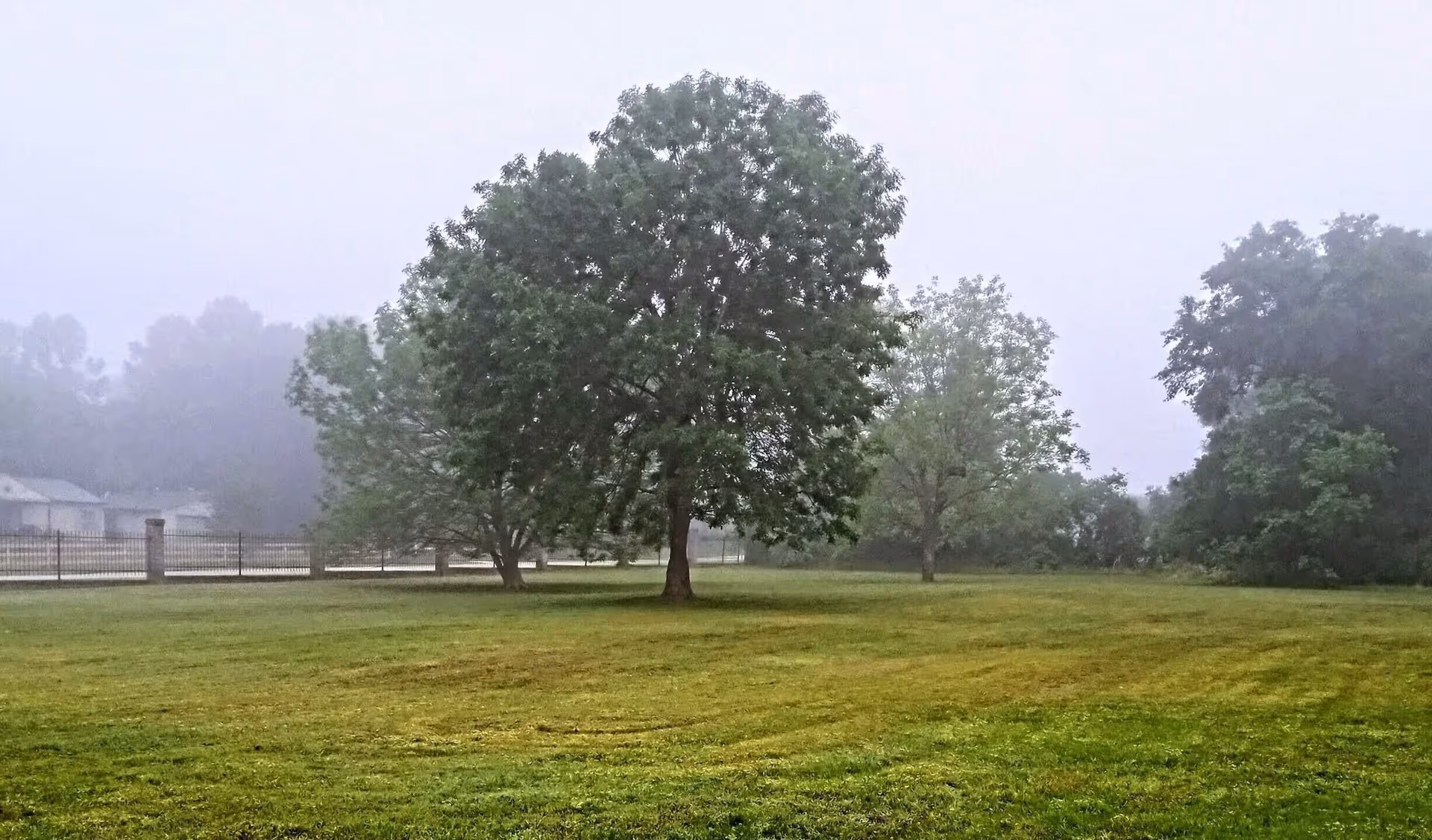 A foggy outdoor scene with a large grassy area and several trees scattered around. A fence and some buildings are visible in the background through the mist.