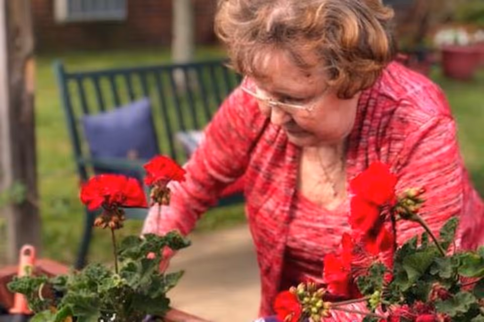 An elderly woman wearing glasses and a red patterned top is tending to vibrant red flowers in an outdoor garden area with a green bench and a purple cushion in the background.