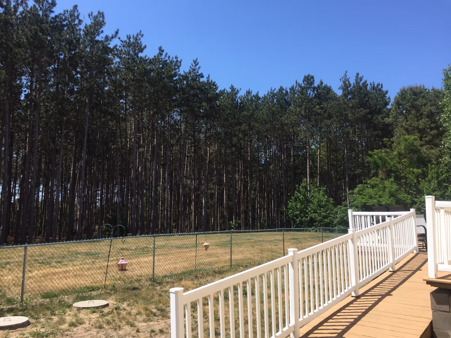 View of a fenced backyard area with a wooden deck and white railing in the foreground, dry grass, and a dense forest of tall pine trees under a clear blue sky in the background.
