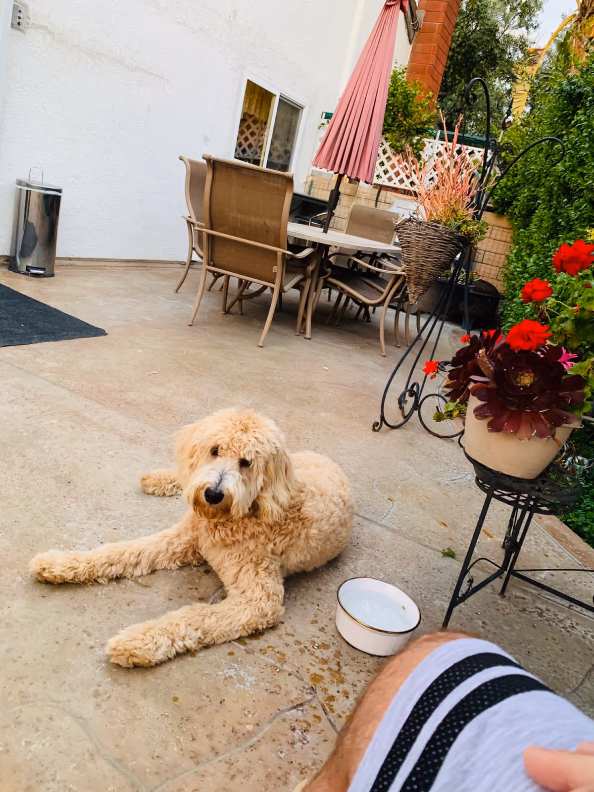 A fluffy light brown dog lying on a concrete patio near a white water bowl. Behind the dog, there is a patio dining set with chairs and a table under a pink umbrella. To the right, there is a black metal plant stand with a pot of red flowers. The patio is adjacent to a white building wall with a window.