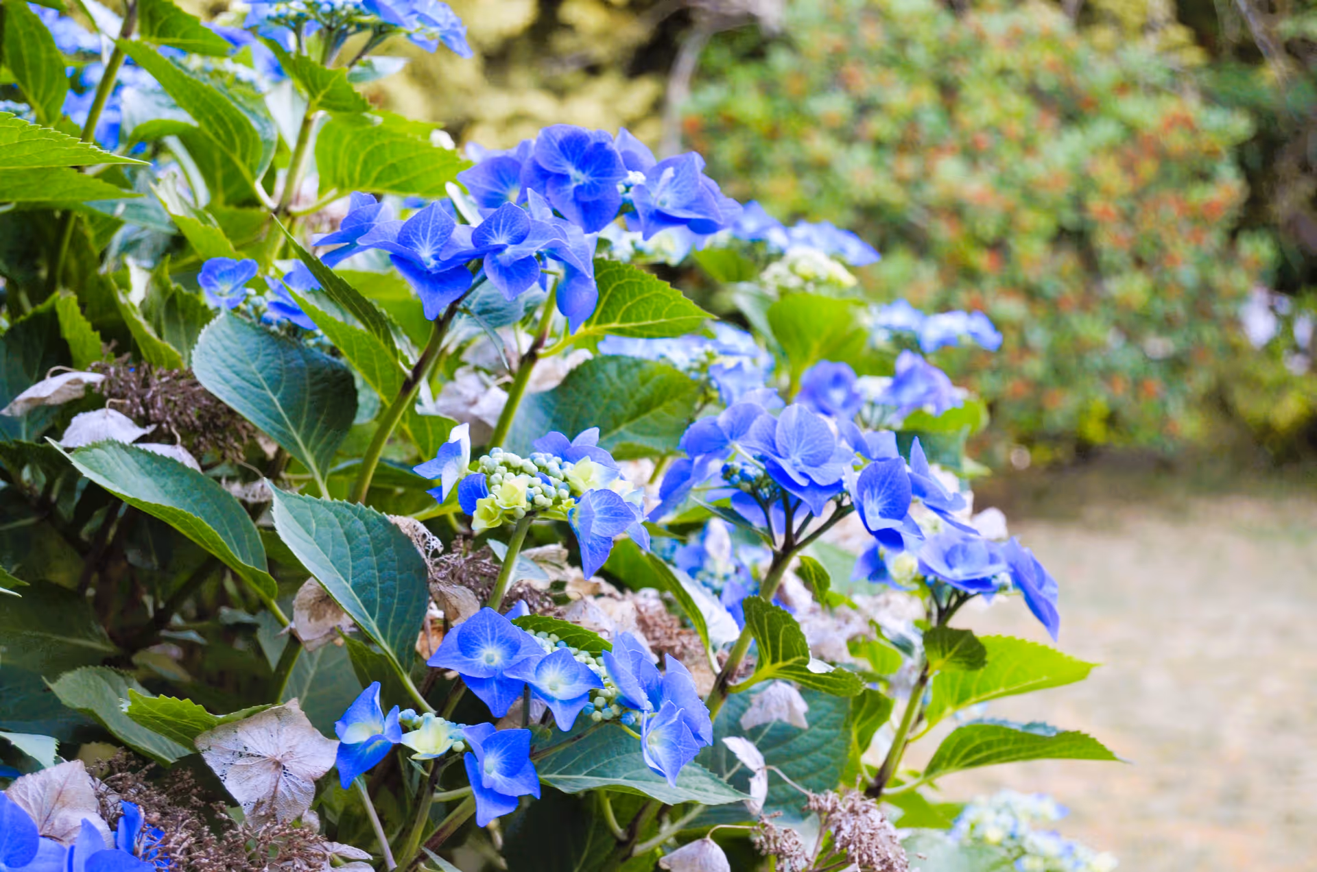 Close-up of vibrant blue hydrangea flowers with green leaves in a garden setting, with a blurred background of greenery and grass.