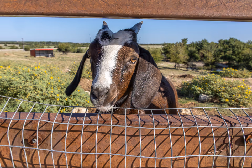 Close-up of a brown and white goat peering over a rusty metal fence with wire mesh. In the background, there is a field with green bushes, yellow flowers, trees, and a small red structure under a clear blue sky.