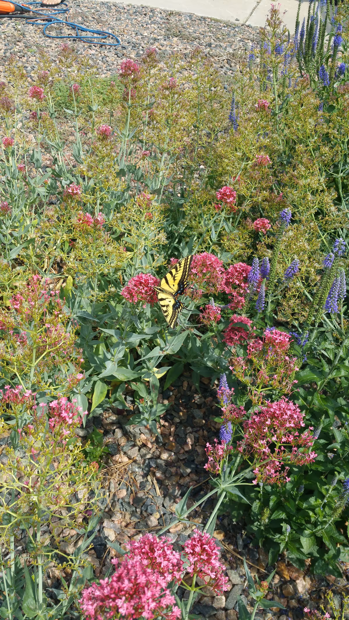 A garden area with various flowering plants including pink and purple flowers. A yellow and black butterfly is perched on one of the pink flowers. The ground is covered with small rocks and a concrete path is visible in the background.