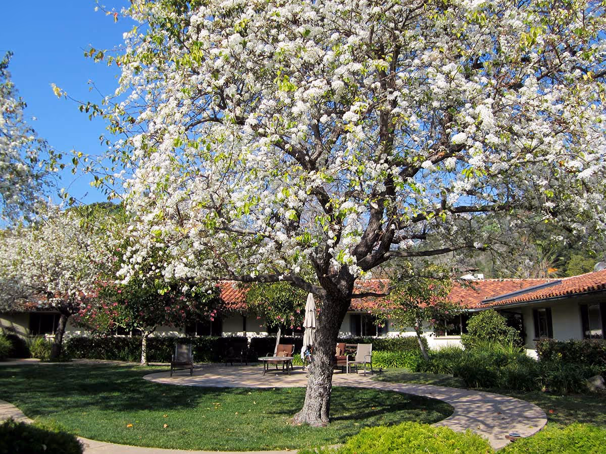 Sunlit courtyard with a large blossoming tree, patio chairs and a tiled-roof building under a clear blue sky.