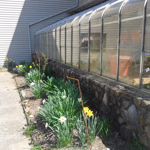 A curved-glass greenhouse on a stone base attached to a building, with a sidewalk and blooming daffodils alongside it.