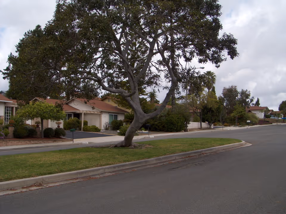 A suburban street with a large tree on a grassy median in front of single-story houses under a cloudy sky.