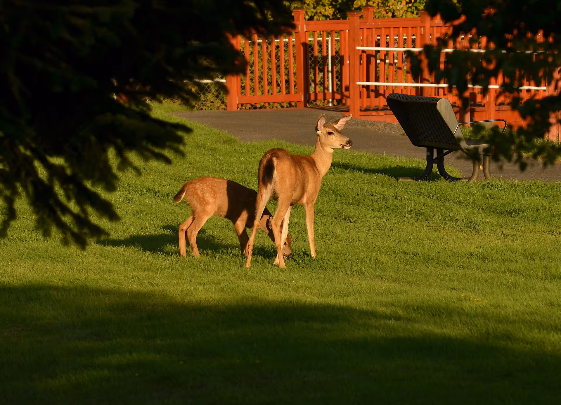 Two deer standing on a green lawn near a red wooden fence and a bench in an outdoor area with trees casting shadows.