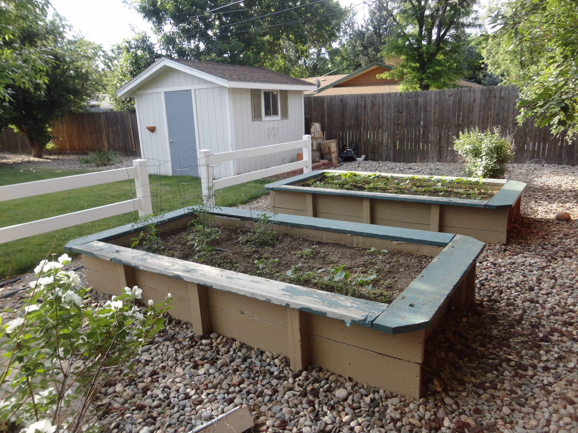 Two raised garden beds with small plants growing in them, surrounded by gravel and a white fence. In the background, there is a small white shed with a gray door and a wooden fence enclosing the area. Trees and bushes are visible around the garden.