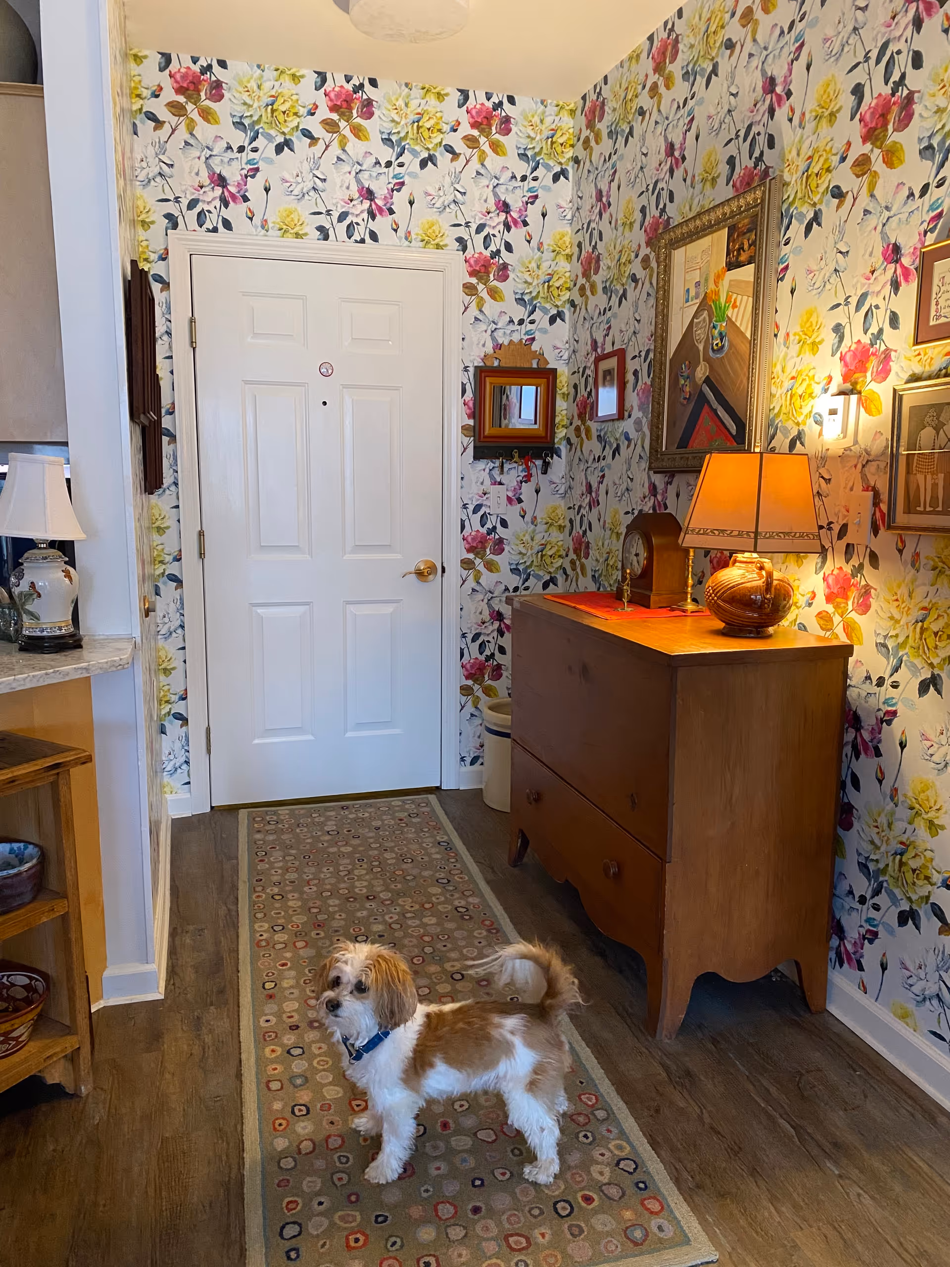 A small dog standing on a patterned rug in a hallway with floral wallpaper. There is a white door at the end of the hallway, a wooden dresser with a lamp and clock on top, and several framed pictures on the walls.