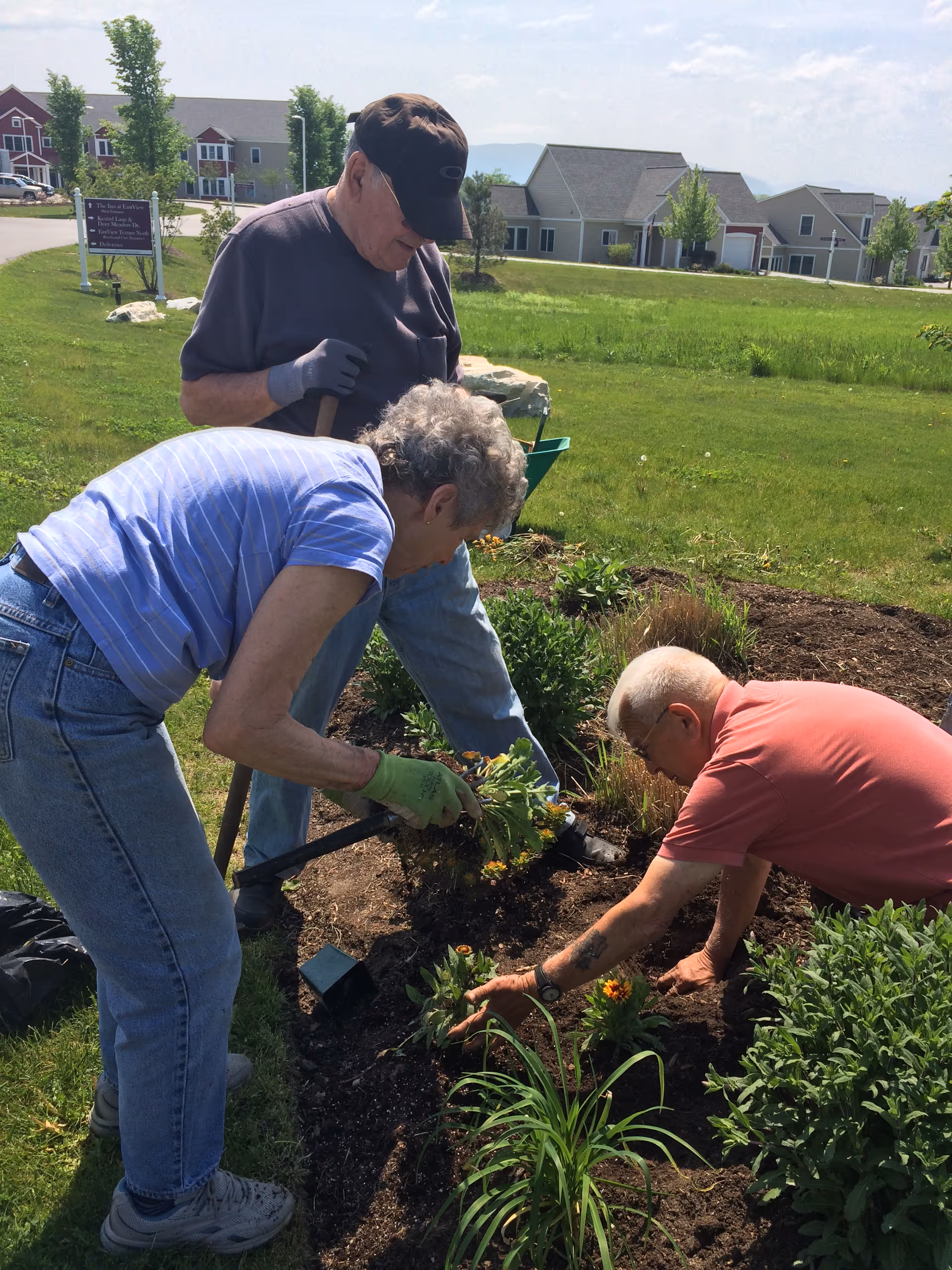 Three elderly people gardening together outdoors, planting flowers in a garden bed with green grass and houses in the background on a sunny day.