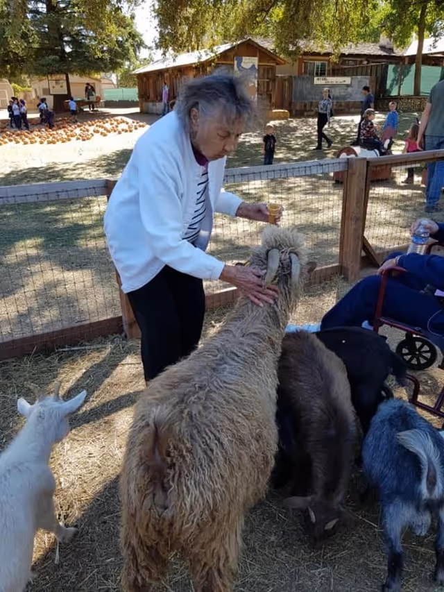 An elderly woman wearing a white jacket and black pants is feeding and petting a group of goats and a sheep in an outdoor fenced area. Other people and children are visible in the background near wooden buildings and a pumpkin patch under large trees.