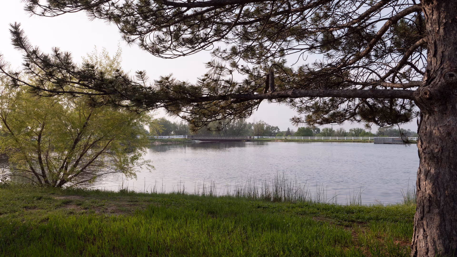 A peaceful outdoor scene featuring a calm pond surrounded by green grass and trees. A large tree branch extends horizontally across the top of the image, partially framing the view of the water and distant trees with a white fence along the far side of the pond.