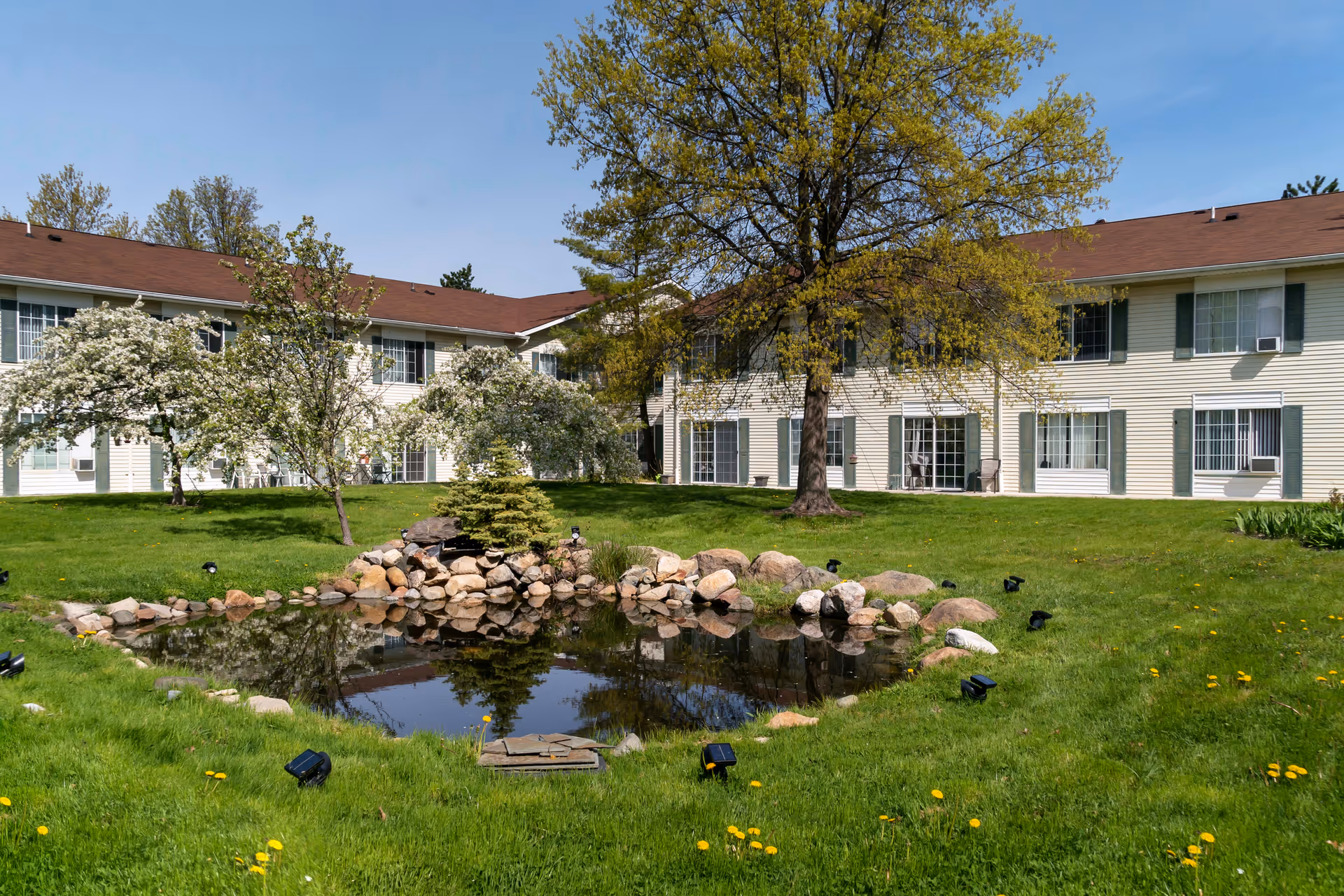 A landscaped outdoor area at Brookdale Novi featuring a small pond surrounded by rocks, green grass with scattered yellow dandelions, several trees including one large tree and some flowering trees, and a two-story building with multiple windows and a brown roof in the background under a clear blue sky.