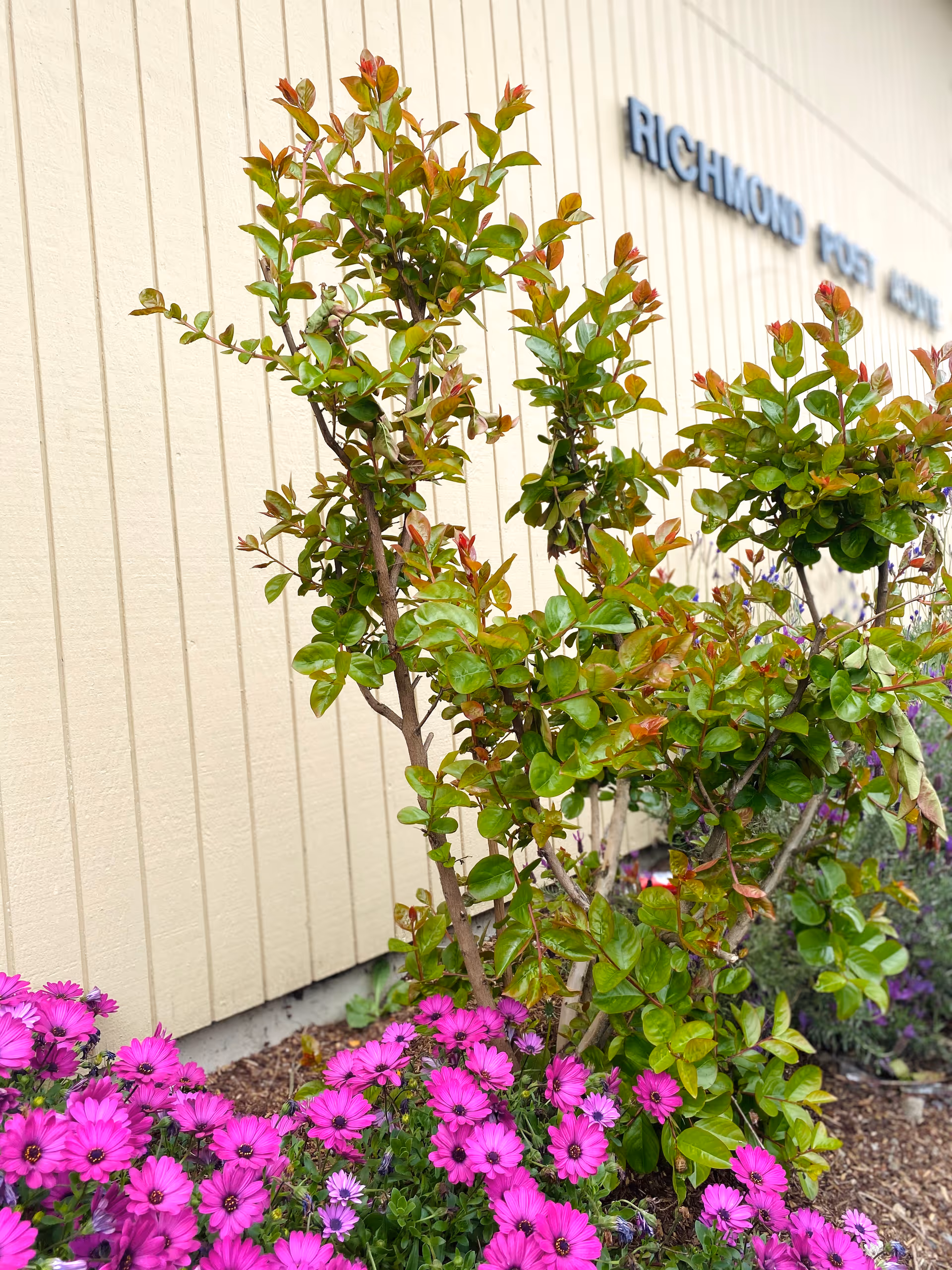 Pink flowers and green shrubs planted in front of a beige building wall with part of a 'Richmond Post-Acute Care' sign visible.