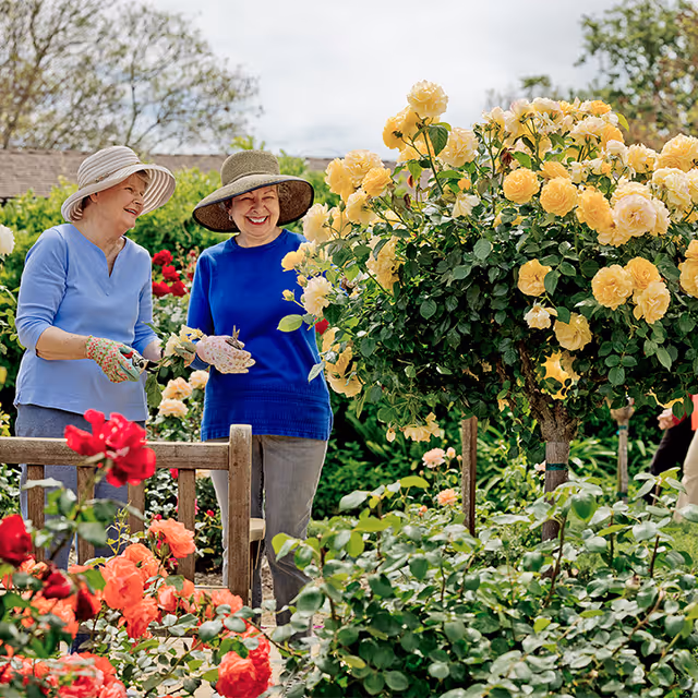 Two elderly women wearing sun hats and gardening gloves are tending to a vibrant rose garden with yellow, red, and orange roses in full bloom. They are smiling and appear to be enjoying the outdoor activity on a bright day.