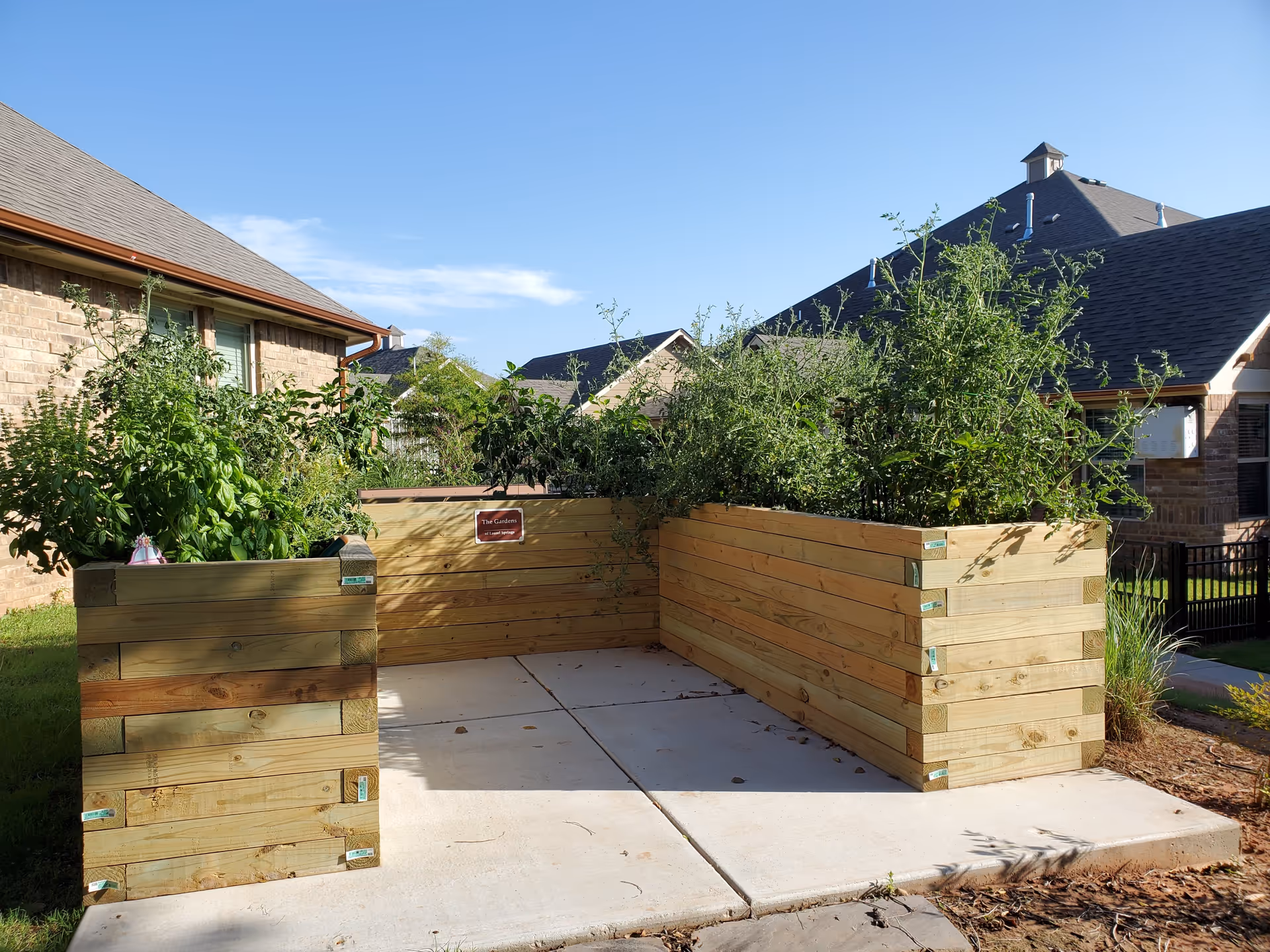 Outdoor garden area at Laurel Springs featuring three raised wooden planter boxes filled with various green plants and herbs, situated on a concrete patio with residential buildings in the background under a clear blue sky.