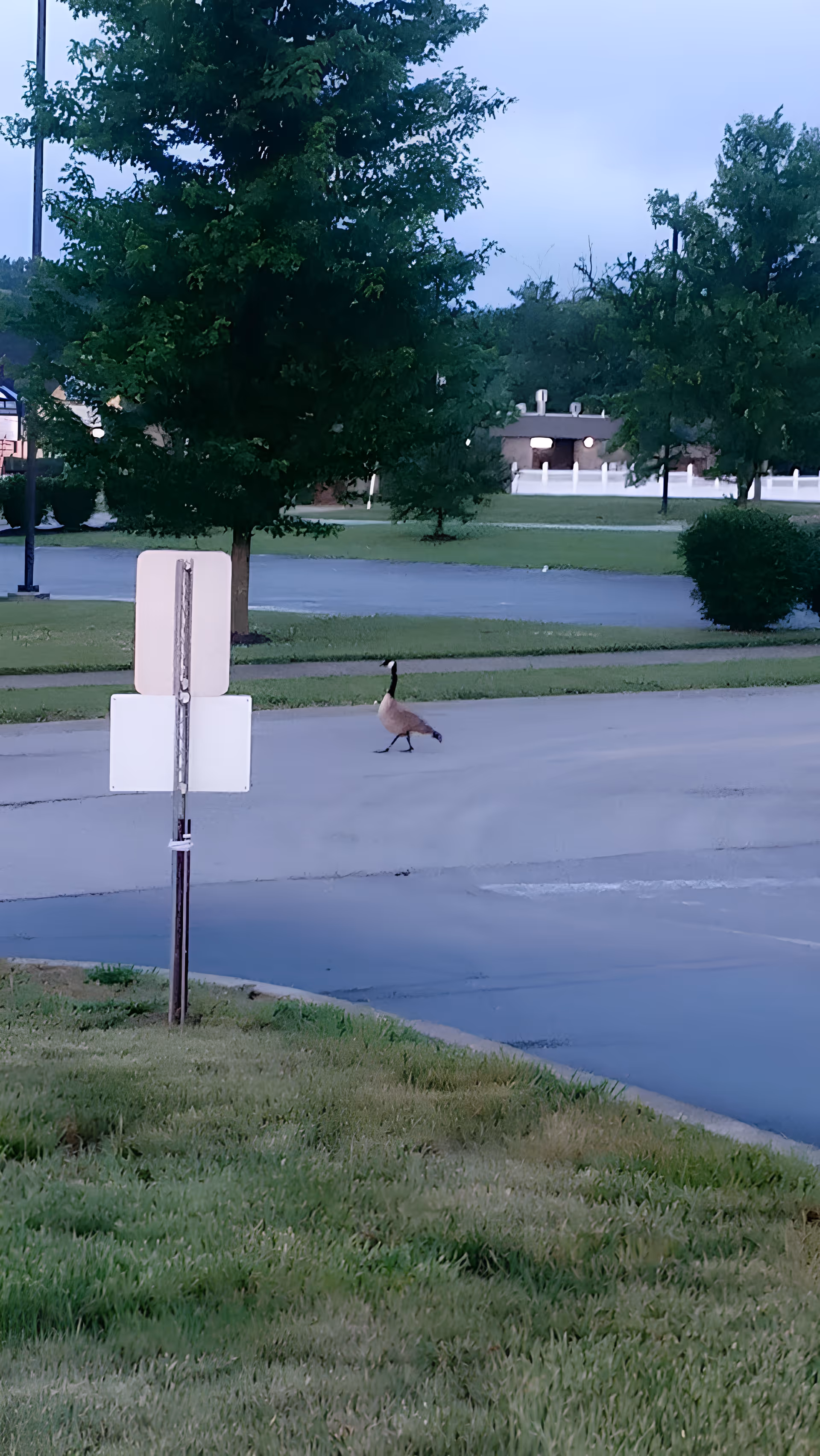 A lone goose walking across a paved road near a grassy area with trees and a building in the background during early evening or dusk.