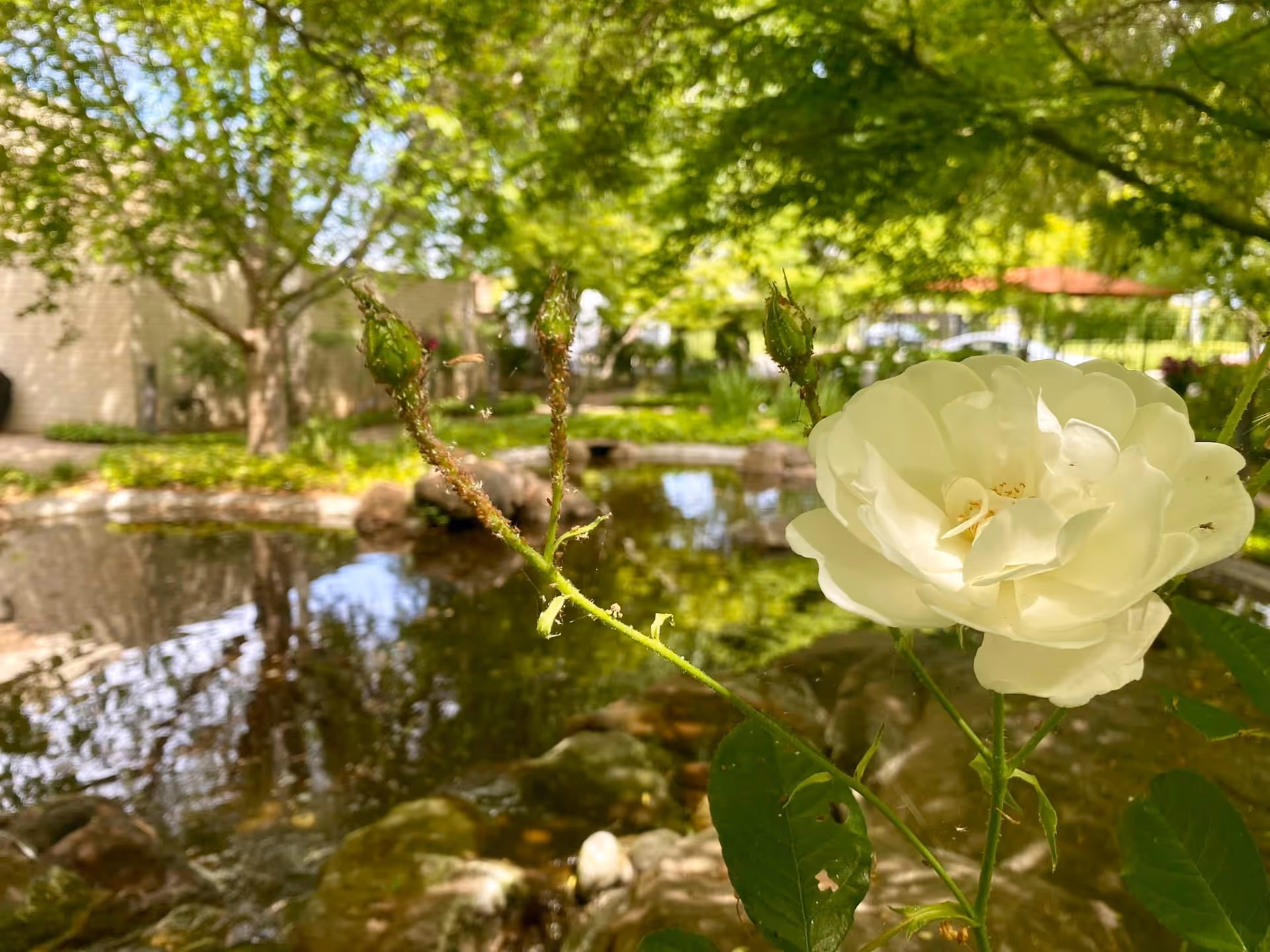 White rose in the foreground beside a shaded pond with trees and landscaping in a garden.
