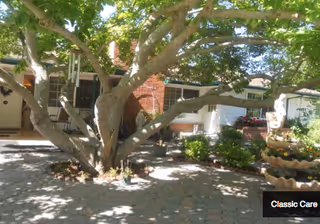Shaded courtyard with a large multi-branched tree, brick building facades, and potted plants.