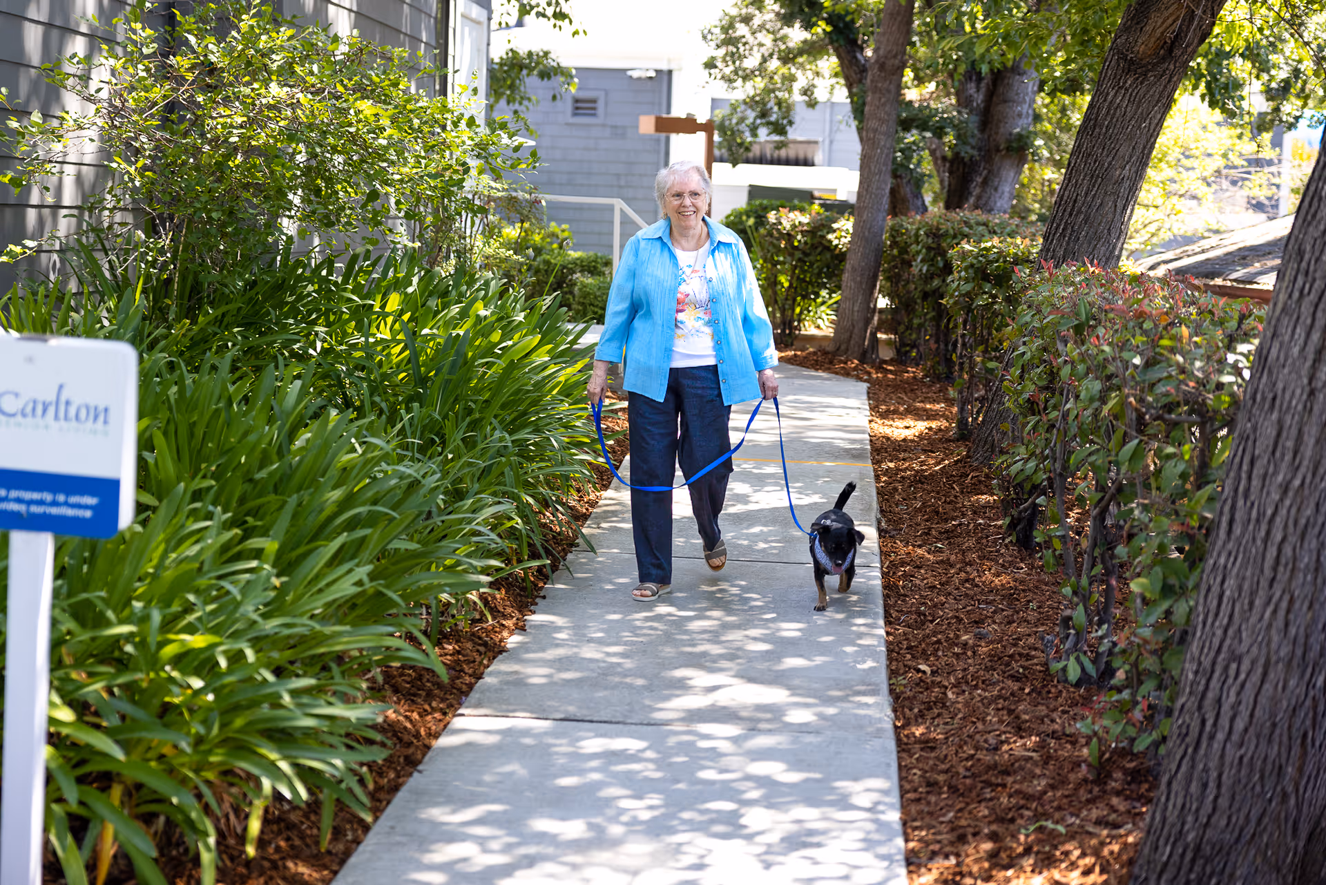 An older woman walks a small black dog on a leash along a shaded sidewalk bordered by plants and trees.