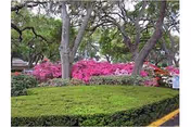 A landscaped outdoor area featuring neatly trimmed green hedges, vibrant pink flowering bushes, and several large trees with thick trunks and green foliage.