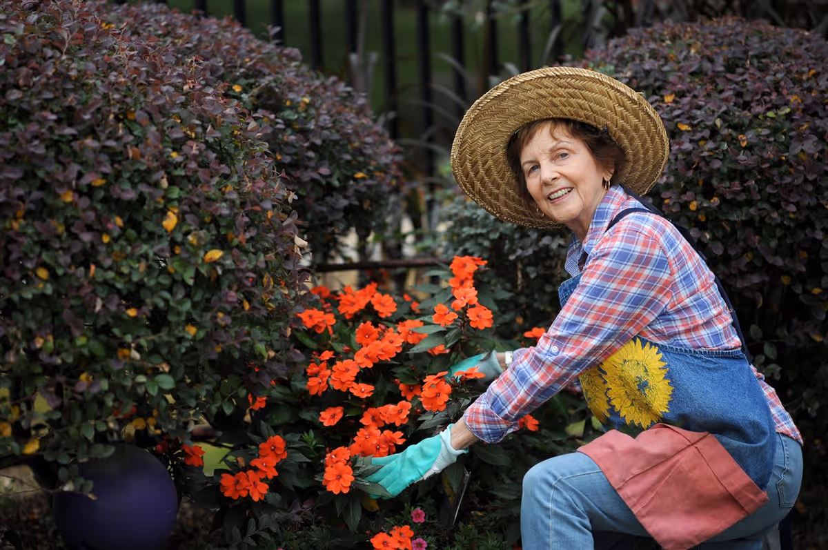 An elderly woman wearing a straw hat, plaid shirt, and gardening gloves is kneeling and tending to vibrant orange flowers in a garden surrounded by green bushes.