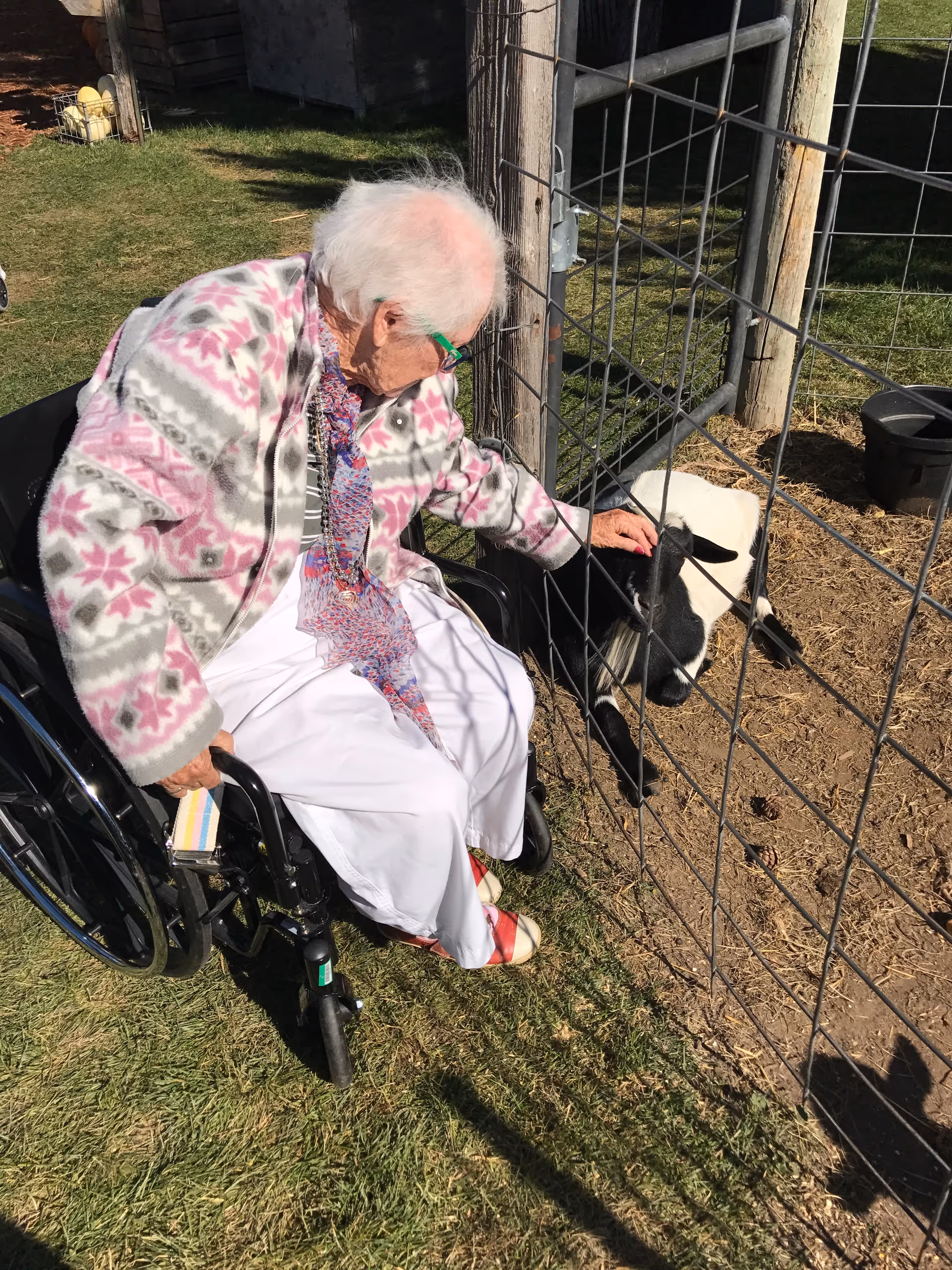 An elderly woman in a wheelchair wearing a patterned jacket and white pants is petting a black and white goat through a wire fence outdoors on a sunny day.