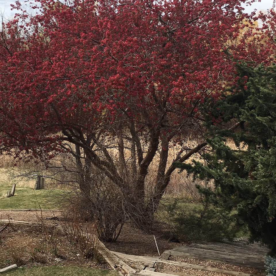 A large tree with red blossoms beside wooden steps and a grassy path in an outdoor garden area.