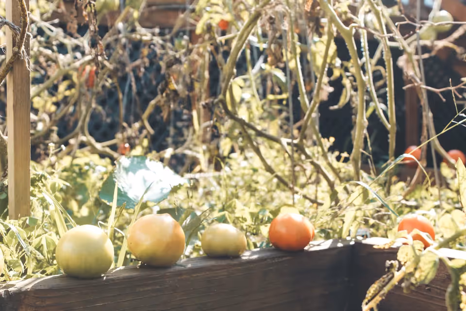 A garden bed with several tomatoes in various stages of ripeness placed on the edge of the wooden planter. The background shows tomato plants with some dried leaves and stems, and sunlight illuminating the scene.