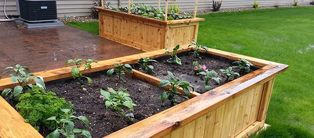 Two wooden raised garden beds with young plants growing in soil, situated on a concrete patio next to a green lawn in an outdoor area.