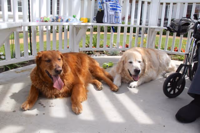 Two dogs lying on a concrete floor in a shaded outdoor area with a white fence and garden in the background. One dog is brown with its tongue out, and the other is light-colored and also appears relaxed. A wheelchair and a person's foot are partially visible on the right side.