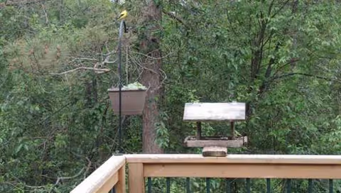 A wooden balcony with a bird feeder and bench overlooking dense trees.