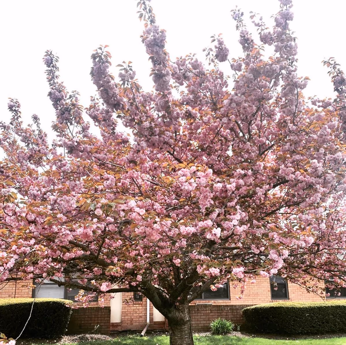 A large tree with abundant pink blossoms in full bloom stands in front of a brick building with windows and neatly trimmed bushes on a grassy lawn.