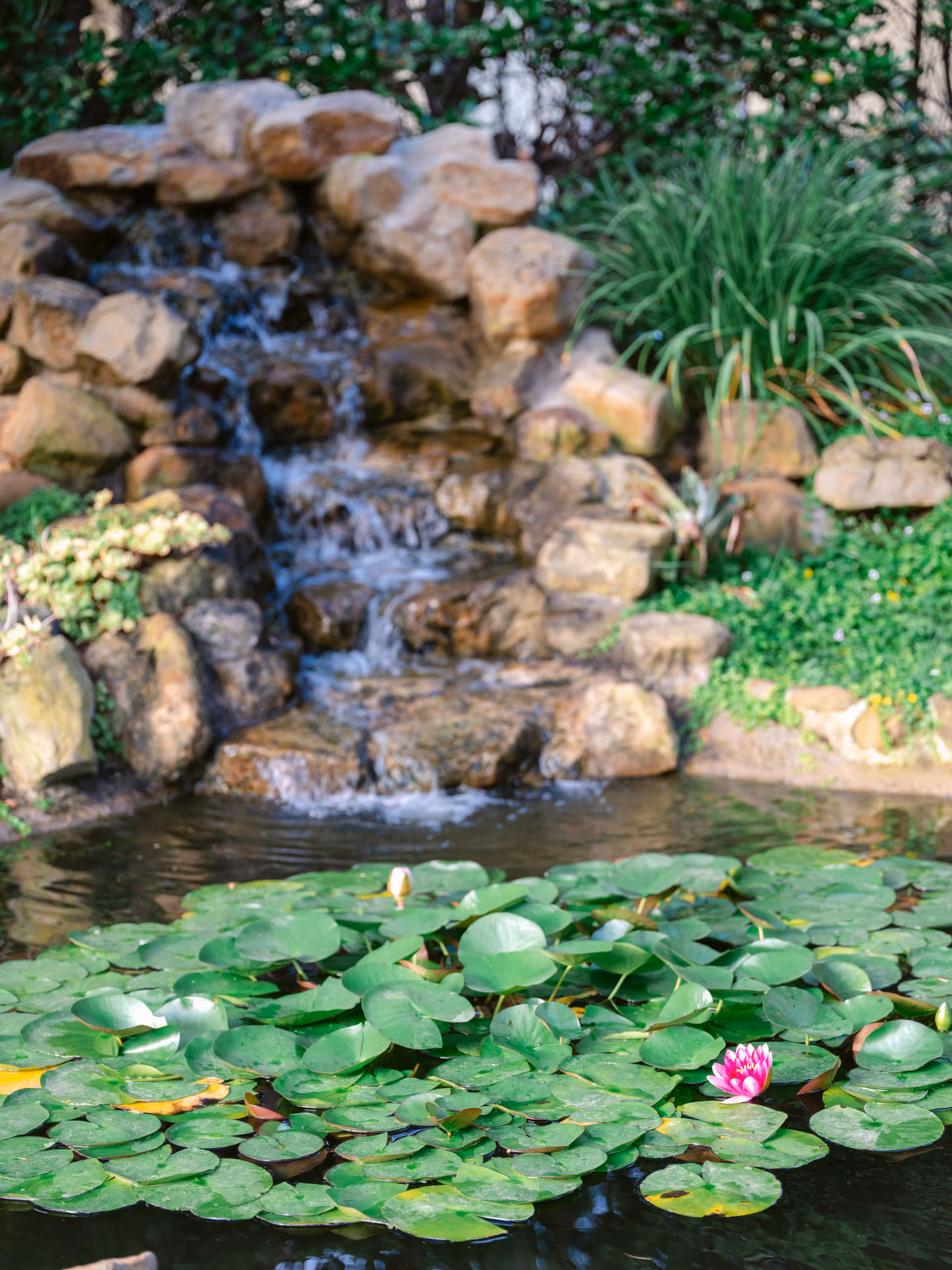 A serene outdoor garden scene featuring a small cascading waterfall over rocks flowing into a pond filled with green lily pads and a single pink water lily flower in bloom.