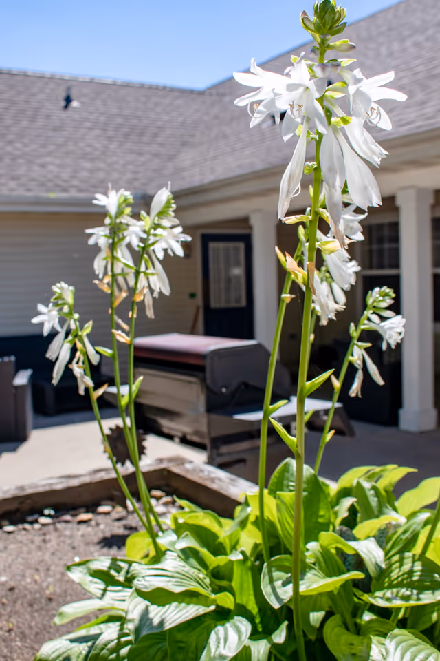 Close-up of white flowers with green leaves in a garden bed, with a building and patio furniture including a grill in the background under a clear blue sky.