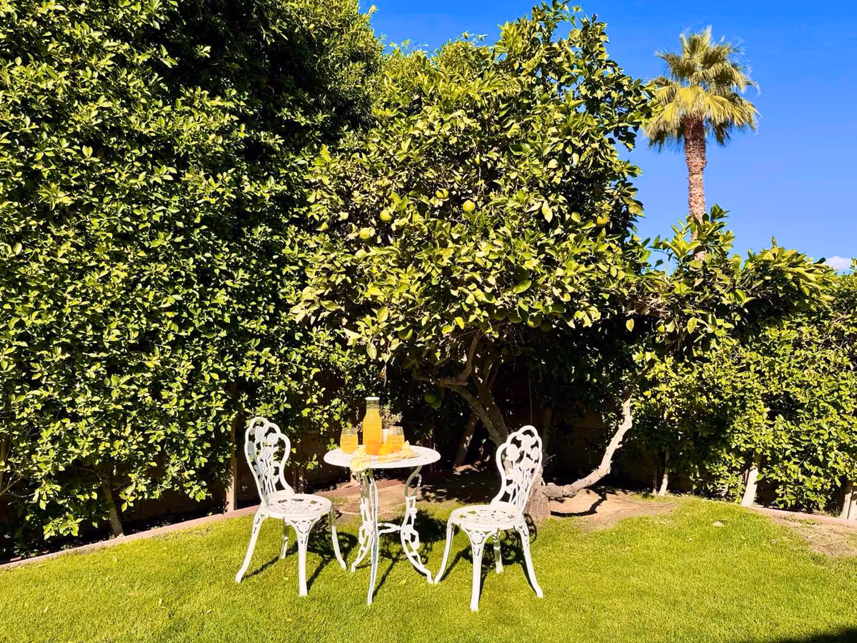 A small outdoor garden area with two white ornate metal chairs and a matching round table on green grass. On the table, there is a pitcher and glasses filled with orange juice. The background features dense green leafy bushes and a tall palm tree under a clear blue sky.