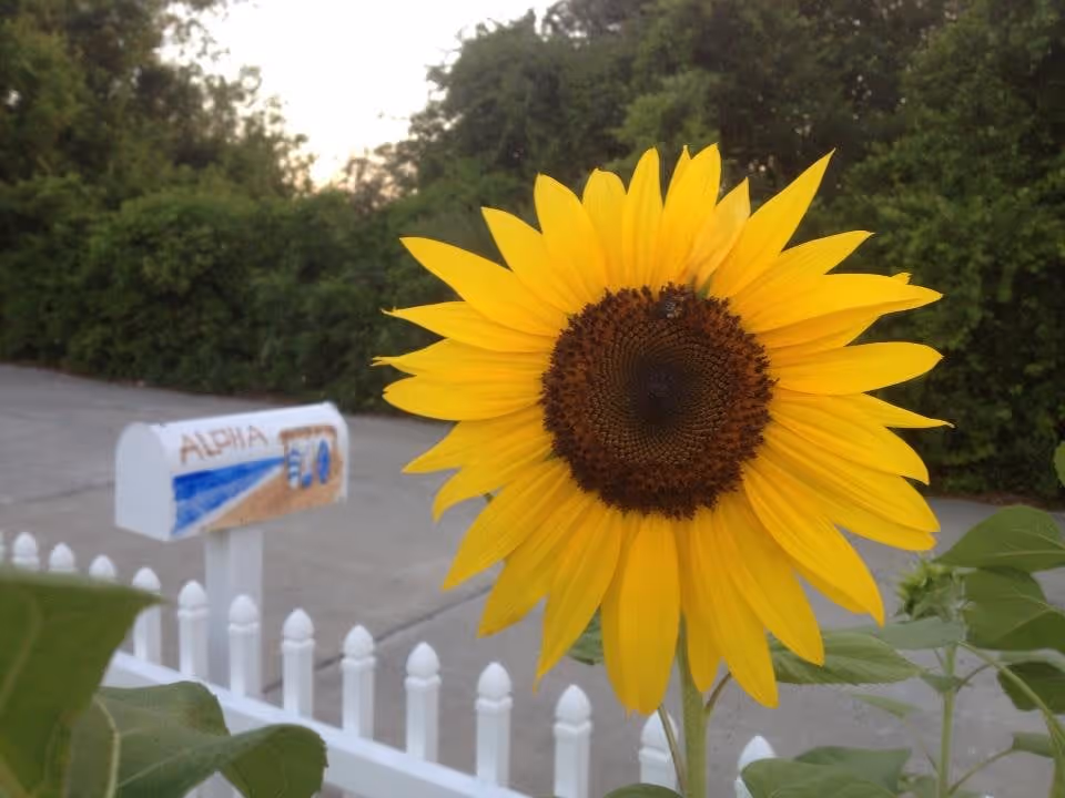 Bright yellow sunflower in front of a white picket fence and a painted mailbox beside a driveway and shrubs.