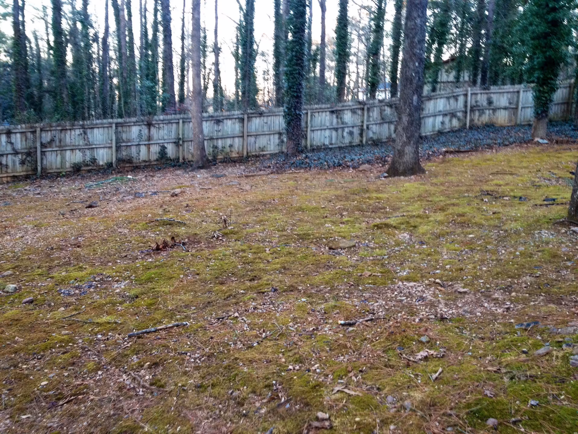 A fenced outdoor area with a wooden fence surrounding a patch of ground covered with moss, fallen leaves, and some small branches. Tall trees with ivy growing on their trunks are visible along the fence line.