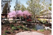 Landscaped courtyard with a pond, flowering trees, and surrounding senior living buildings.
