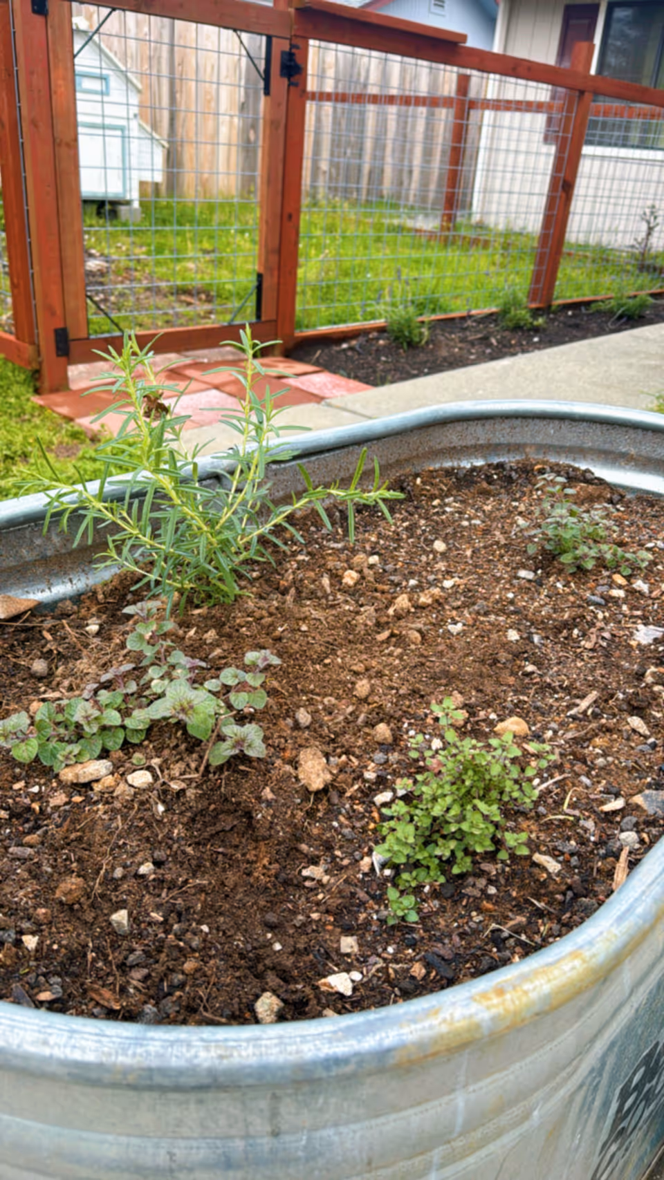 A raised metal garden bed with small herb plants growing in soil. In the background, there is a wooden fence with a gate and a grassy area.