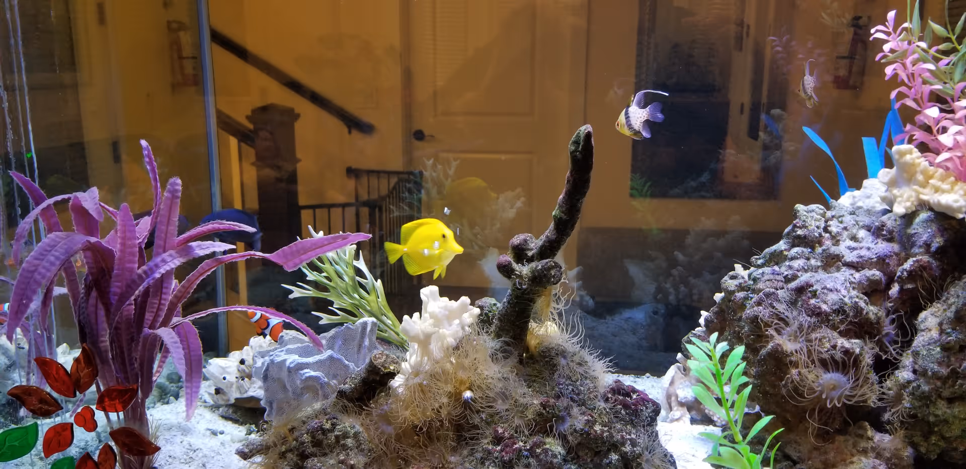 An aquarium with colorful artificial plants and coral, housing a yellow tang fish, a clownfish, and a small black and white fish. The background shows a reflection of an indoor hallway with a door and staircase.