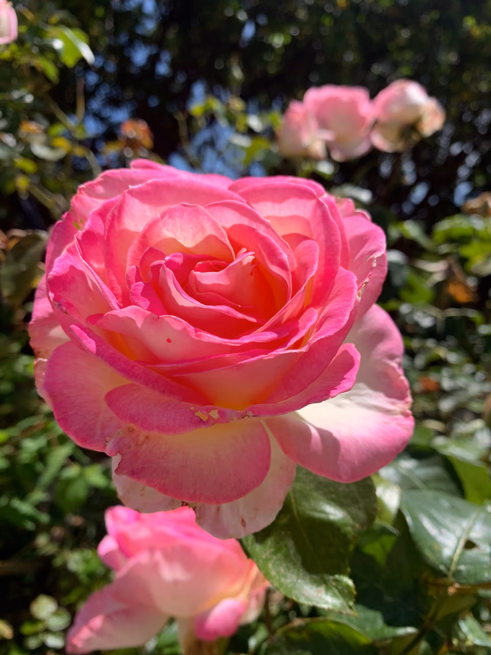 Close-up of a vibrant pink and white rose in full bloom with green leaves and other roses blurred in the background under sunlight.
