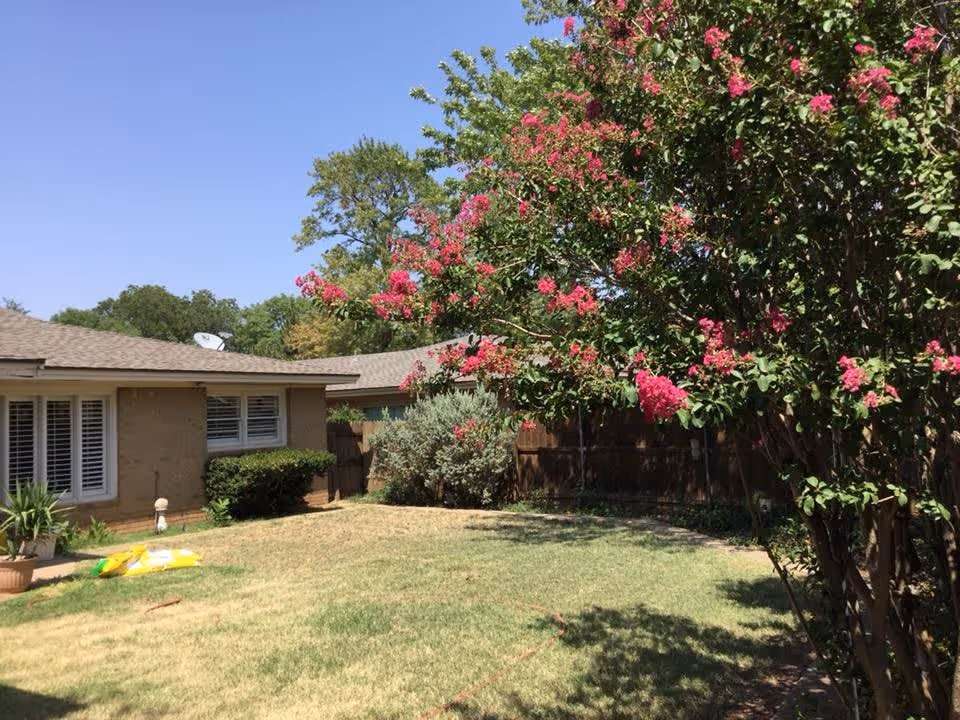A sunny backyard area of a single-story building with a well-maintained lawn, flowering tree with pink blossoms, bushes, and a wooden fence in the background under a clear blue sky.