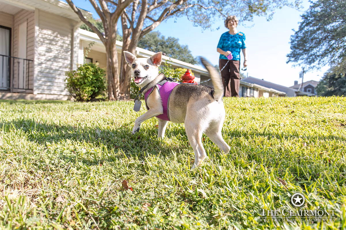 Small dog wearing a purple harness walks on a grassy lawn in front of a retirement community building with a person holding its leash in the background.